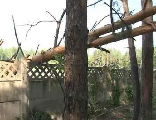 Как правильно привести в порядок запущенный дачный участок. Добавление статьи в новую подборку 02