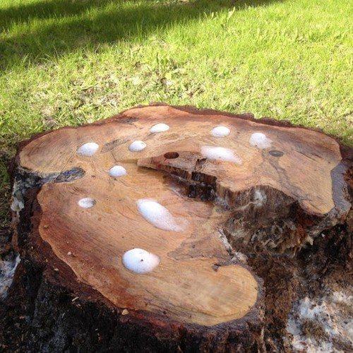 Как убрать пень за один день. 7 способов убрать пень с участка без корчевания