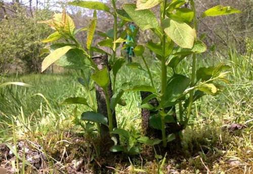 Как избавиться от поросли липы. Как правильно избавиться от ненужной поросли деревьев