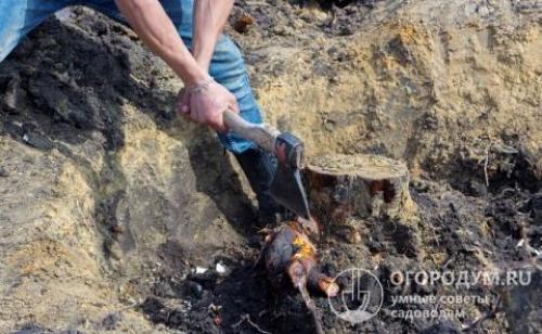 Как избавиться от корней деревьев на участке. Как избавиться от пней на участке без выкорчевывания