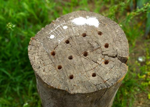 Как избавиться от пней и корней деревьев на участке.. Что такое пень, и чем он мешает? 04