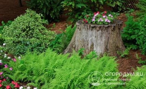 Как избавиться от корней деревьев на участке. Как избавиться от пней на участке без выкорчевывания