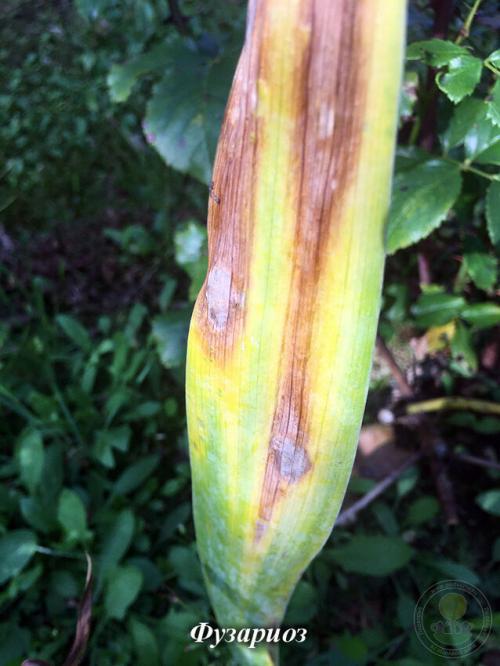 Весенняя посадка ирисов: все, что нужно знать для успешного выращивания 21