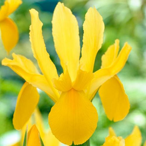 Как обеспечить достаточное освещение для ирисов после посадки. Ирисы В Теплице: Подробная Инструкция По Выращиванию