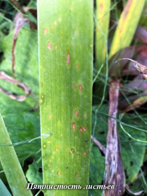 Весенняя посадка ирисов: все, что нужно знать для успешного выращивания 22