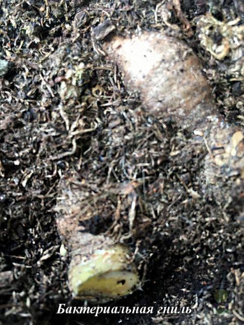 Весенняя посадка ирисов: все, что нужно знать для успешного выращивания 20