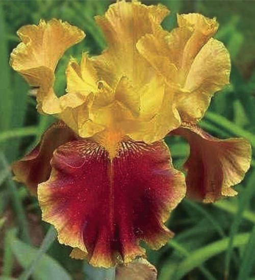 Какие сорта ирисов лучше выбирать для посадки весной. Разновидности сортовых ирисов с фото и описанием