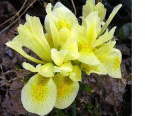 Как обеспечить достаточное освещение для ирисов после посадки. Ирисы В Теплице: Подробная Инструкция По Выращиванию