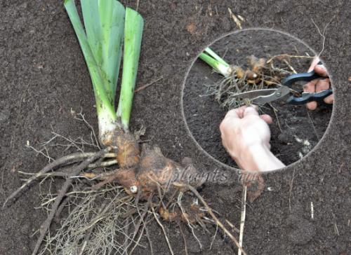 Как обеспечить правильную зимуровку ирисов после посадки. Посадка и размножение