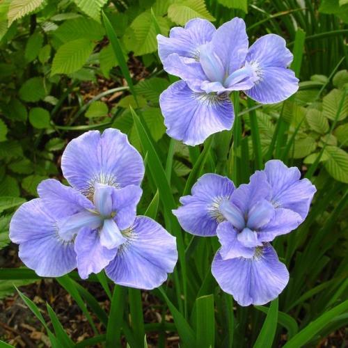 Какие сорта ирисов лучше выбирать для посадки весной. Разновидности сортовых ирисов с фото и описанием