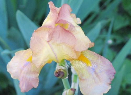 Как обеспечить правильную зимуровку ирисов после посадки. Посадка и размножение