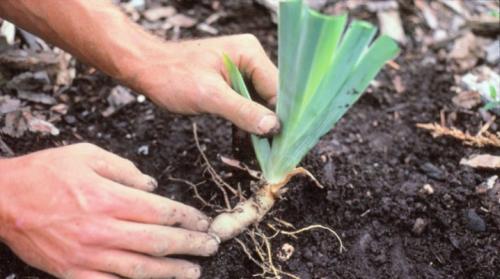 Как правильно посадить ириски в открытый грунт. Тонкости посадки ирисов весной в открытый грунт