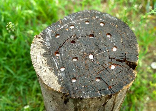 Мешают пни на участке. Как убрать пни с участка 05