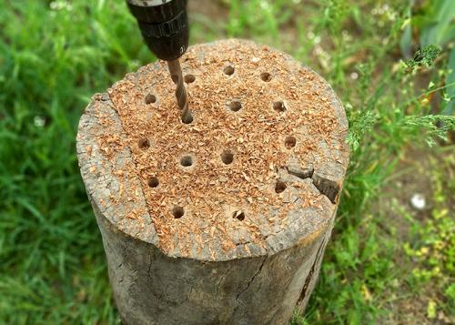 Как избавиться от деревьев и пней на участке. Как удалить пень с помощью селитры – пошаговая инструкция 05