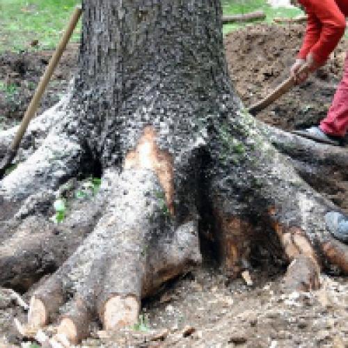 Как избавиться от корней деревьев. Как уничтожить корни деревьев и кустов