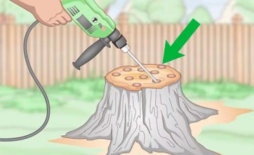 Чем полить пень, чтобы он сгнил. Селитра и мочевина