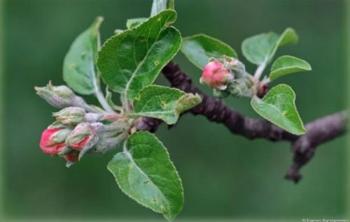 Яблоня не распускается весной, что делать. Почему на вишне нет листьев – причины и что делать