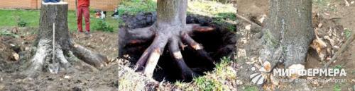 Как устранить с участка кустарники и кусты. Как уничтожить корни деревьев и кустов