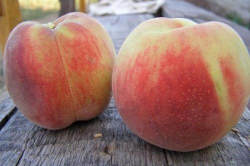 Персик мичуринский описание сорта. Самые лучшие сорта персиков с фото и описанием