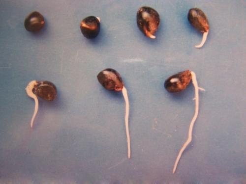 Семена пионов, как выращивать. Как вырастить пионы из семян