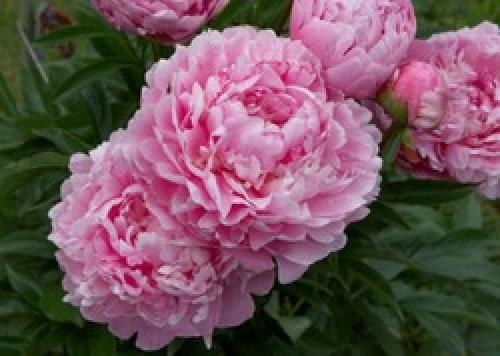 Древовидный Пион из семян форум. Кто выращивал древовидный Пион из семян?