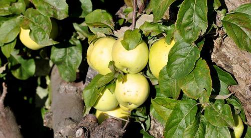 Яблони устойчивые к парше для средней полосы. Особенности региона 01