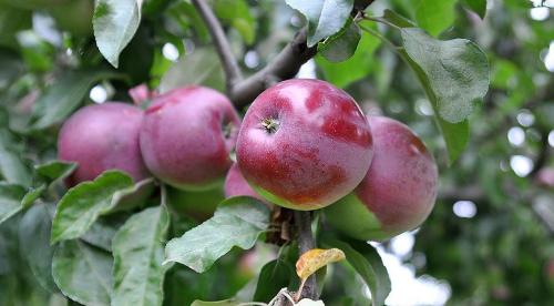 Яблони устойчивые к парше для средней полосы. Особенности региона 03