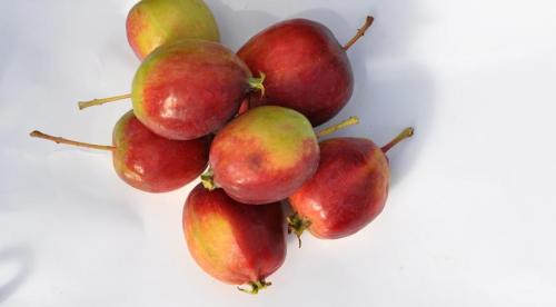 Яблони устойчивые к парше для средней полосы. Особенности региона 08