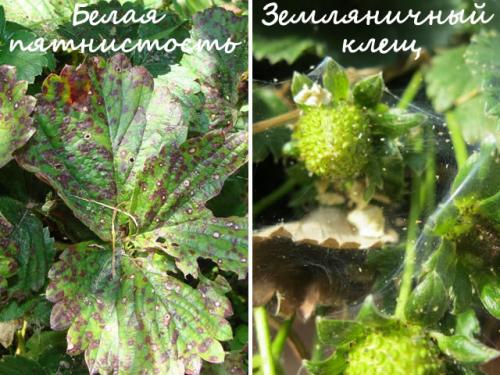 Земляника дарина. Описание сорта