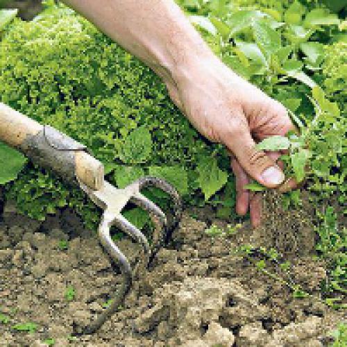 Соль от поросли. Соль и уксус от сорняков - рабочее средство