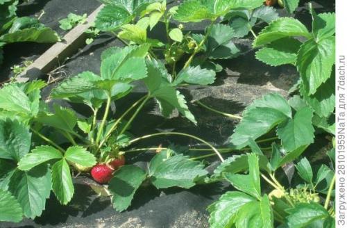 Клубника Лорд и кардинал. Клубника Лорд - британский гость в моем саду