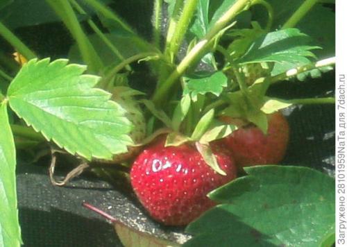 Клубника Лорд и кардинал. Клубника Лорд - британский гость в моем саду