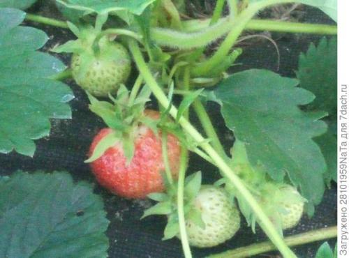 Клубника Лорд и кардинал. Клубника Лорд - британский гость в моем саду