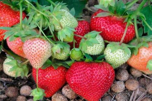 Клубника Лорд уход. Клубника Лорд: описание сорта и характеристика