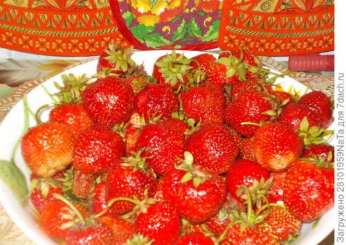 Клубника Лорд и кардинал. Клубника Лорд - британский гость в моем саду