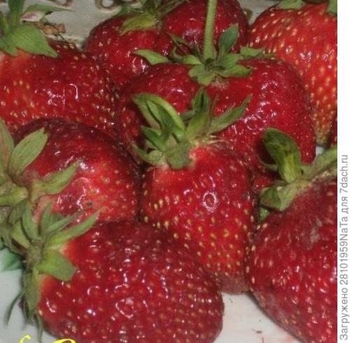 Клубника Лорд и кардинал. Клубника Лорд - британский гость в моем саду