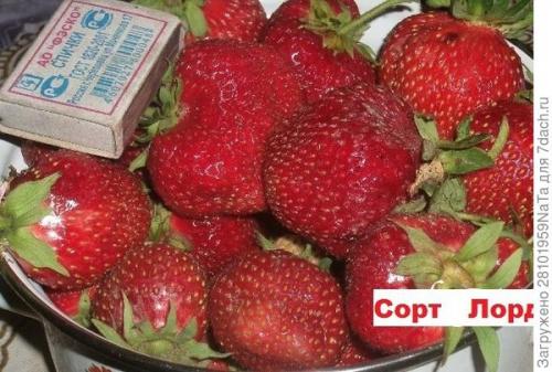 Клубника Лорд и кардинал. Клубника Лорд - британский гость в моем саду