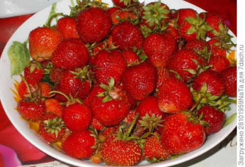 Клубника Лорд и кардинал. Клубника Лорд - британский гость в моем саду