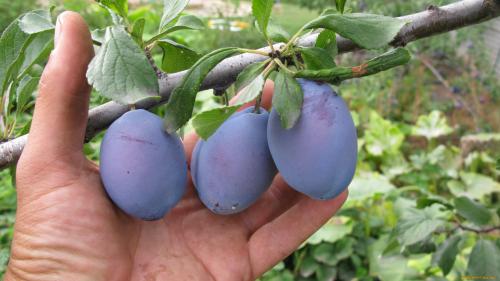 Как избавиться от поросли сливы. Эффективные меры избавления от поросли сливы раз и навсегда