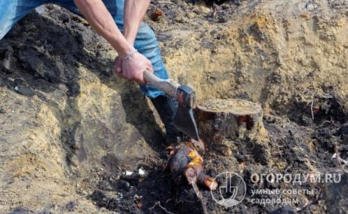 Как удалить корни спиленного дерева. Как избавиться от пней на участке без выкорчевывания