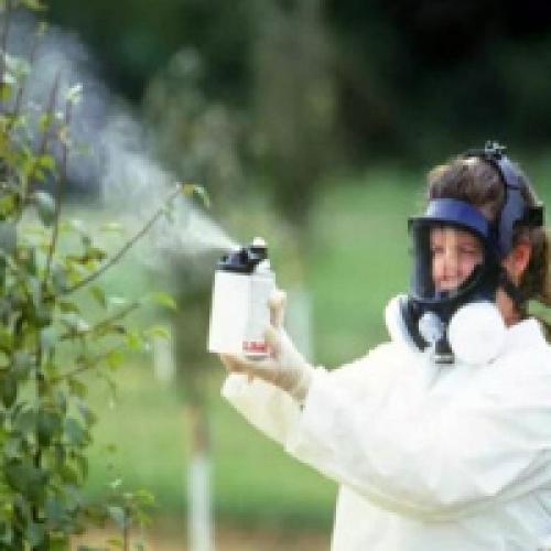 Как уничтожить корни кустарников с помощью химии. Чем полить дерево, чтобы оно быстро засохло?