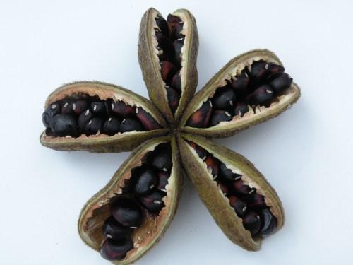 Как вырастить пионы из семян. Пион древовидный из семян