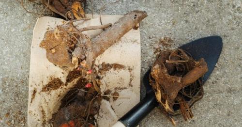 Пионы, посадка и уход в открытом грунте. Подготовка почвы и посадочного материала