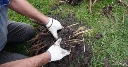 Пионы, посадка и уход в открытом грунте. Подготовка почвы и посадочного материала