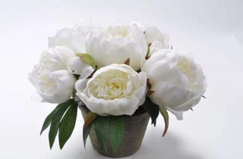 Как сажать пионы в горшке. Сорта для домашнего выращивания