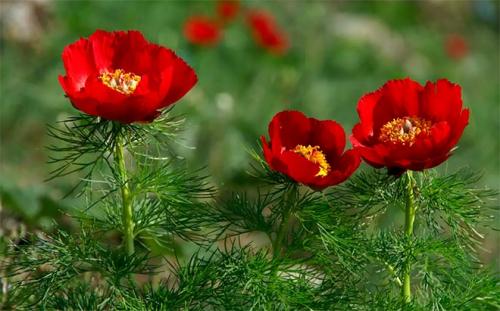 Посадка и уход за пионами в открытом грунте. Посадка пионов осенью 03