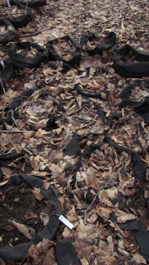 Как вырастить пионы из семян. Пион древовидный из семян