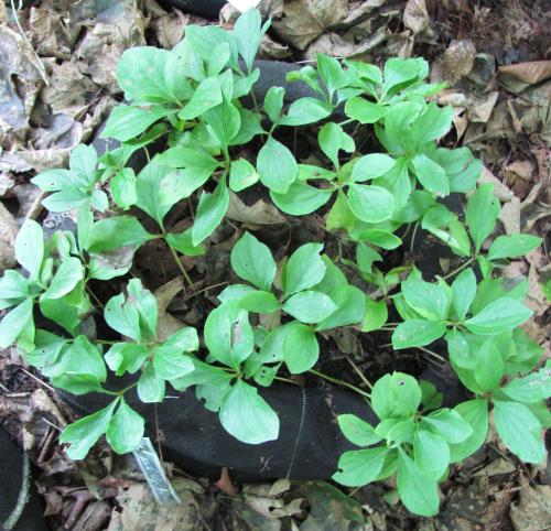 Как вырастить пионы из семян. Пион древовидный из семян