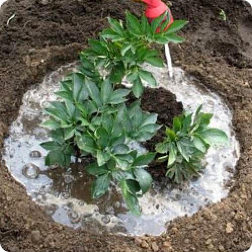 Посадка и уход за пионами в открытом грунте. Посадка пионов осенью 04