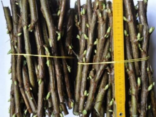 Черешня юбилейная ростка описание сорта. Черешня — описание 04